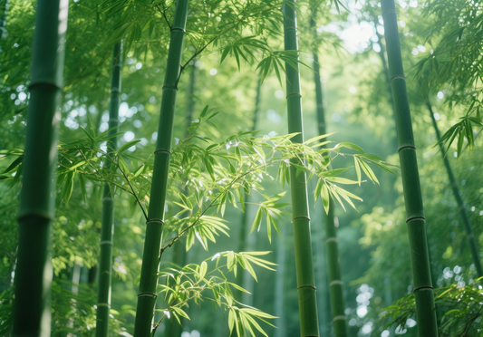 Golden Latitude Bamboo: A Sustainable Resource for Eco-Friendly Living